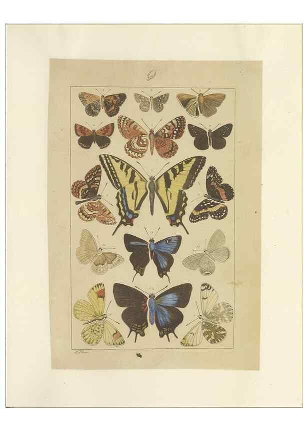 Reproducción/Reproduction 40453491803: Lepidoptera : manuscript. [between 1873-1883?]. 