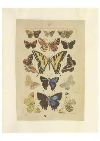 Reproducción/Reproduction 40453491803: Lepidoptera : manuscript. [between 1873-1883?]. 