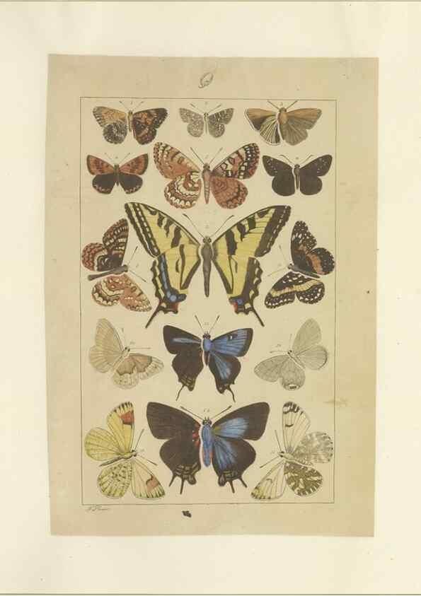 Reproducción/Reproduction 40453491803: Lepidoptera : manuscript. [between 1873-1883?]. 