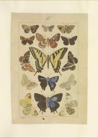 Reproducción/Reproduction 40453491803: Lepidoptera : manuscript. [between 1873-1883?]. 