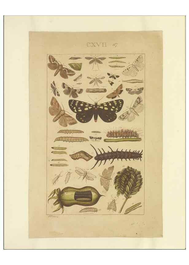 Reproducción/Reproduction 46503877905: Lepidoptera : manuscript. [between 1873-1883?]. 