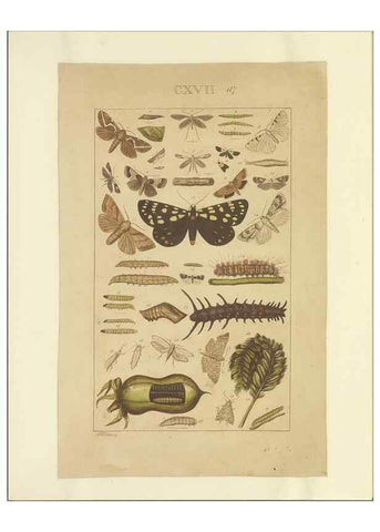 Reproducción/Reproduction 46503877905: Lepidoptera : manuscript. [between 1873-1883?]. 