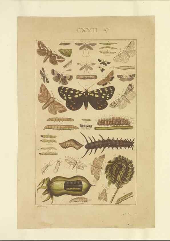 Reproducción/Reproduction 46503877905: Lepidoptera : manuscript. [between 1873-1883?]. 
