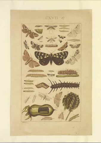 Reproducción/Reproduction 46503877905: Lepidoptera : manuscript. [between 1873-1883?]. 