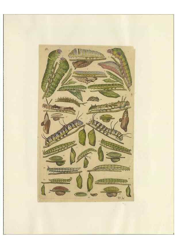Reproducción/Reproduction 47419097791: Lepidoptera : manuscript. [between 1873-1883?]. 