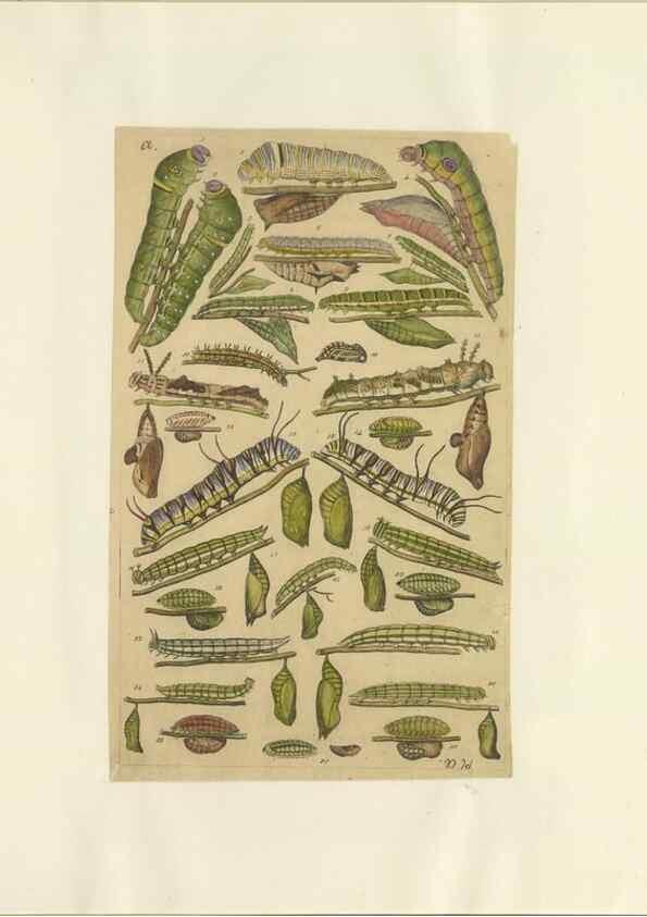 Reproducción/Reproduction 47419097791: Lepidoptera : manuscript. [between 1873-1883?]. 