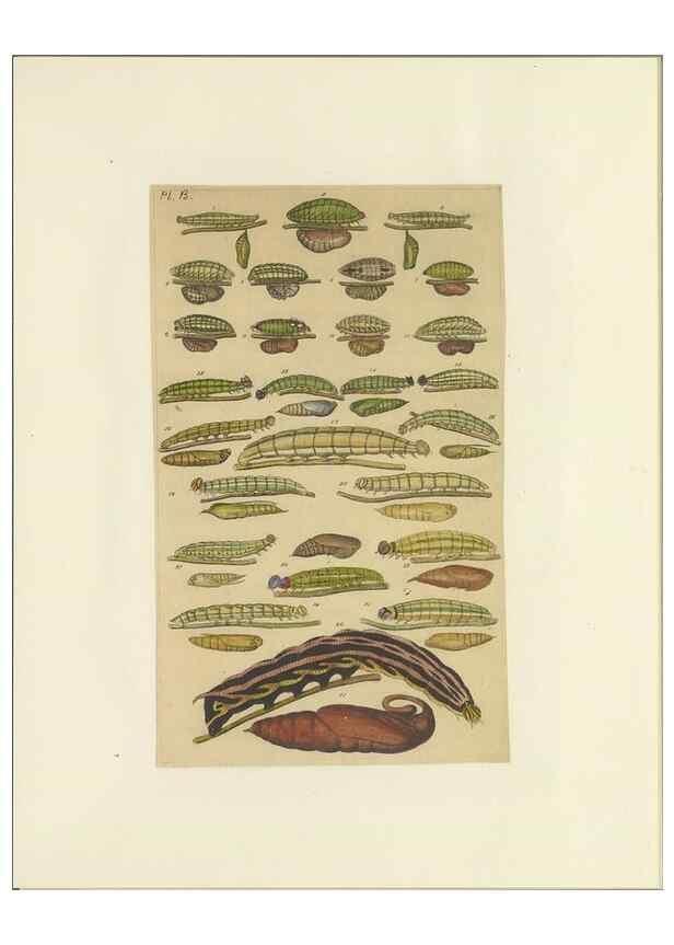 Reproducción/Reproduction 47419098331: Lepidoptera : manuscript. [between 1873-1883?]. 