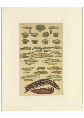 Reproducción/Reproduction 47419098331: Lepidoptera : manuscript. [between 1873-1883?]. 