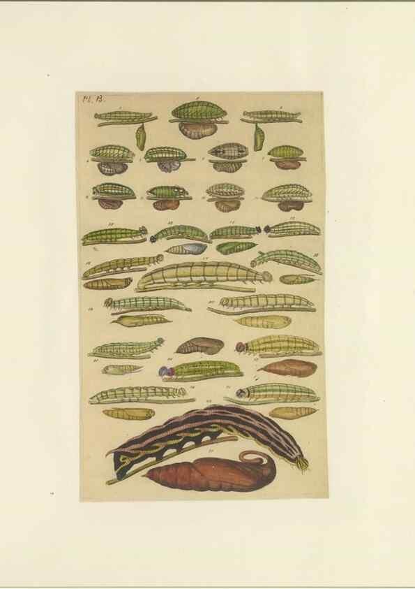 Reproducción/Reproduction 47419098331: Lepidoptera : manuscript. [between 1873-1883?]. 