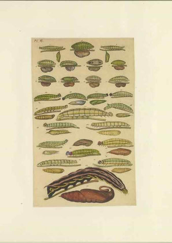 Reproducción/Reproduction 47419098331: Lepidoptera : manuscript. [between 1873-1883?]. 