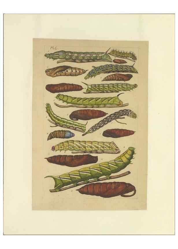 Reproducción/Reproduction 46695944134: Lepidoptera : manuscript. [between 1873-1883?]. 