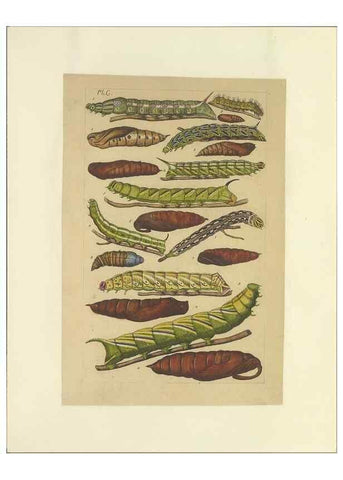 Reproducción/Reproduction 46695944134: Lepidoptera : manuscript. [between 1873-1883?]. 