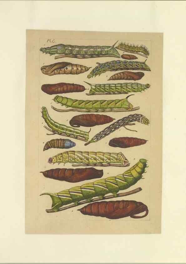 Reproducción/Reproduction 46695944134: Lepidoptera : manuscript. [between 1873-1883?]. 