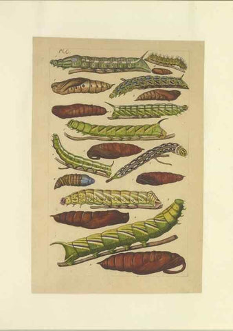 Reproducción/Reproduction 46695944134: Lepidoptera : manuscript. [between 1873-1883?]. 