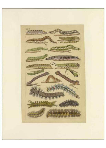 Reproducción/Reproduction 46503880175: Lepidoptera : manuscript. [between 1873-1883?]. 