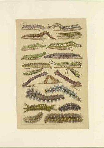Reproducción/Reproduction 46503880175: Lepidoptera : manuscript. [between 1873-1883?]. 