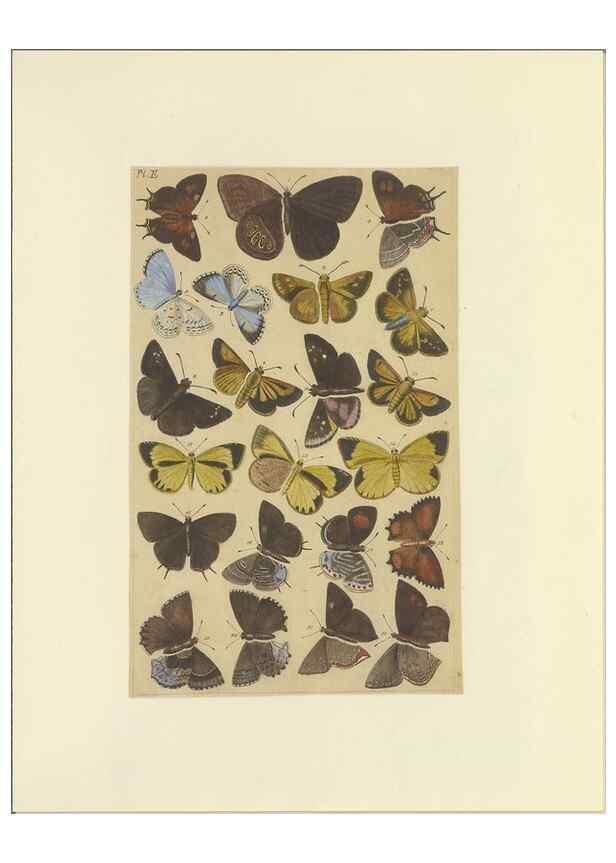 Reproducción/Reproduction 32477061197: Lepidoptera : manuscript. [between 1873-1883?]. 