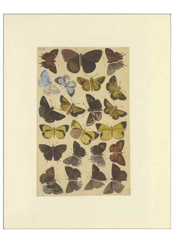 Reproducción/Reproduction 32477061197: Lepidoptera : manuscript. [between 1873-1883?]. 