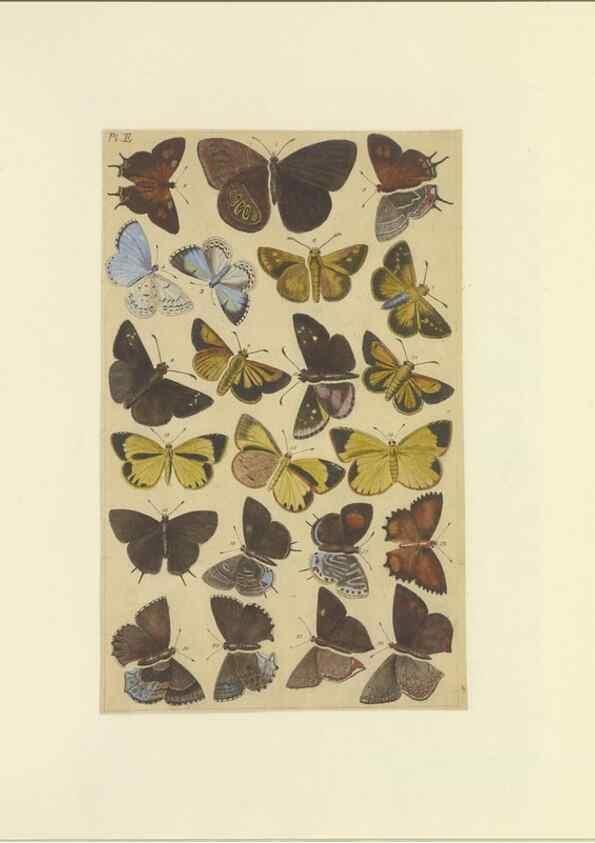 Reproducción/Reproduction 32477061197: Lepidoptera : manuscript. [between 1873-1883?]. 