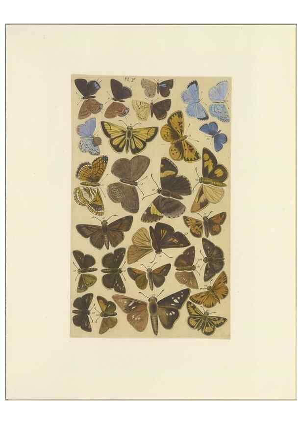 Reproducción/Reproduction 47366293352: Lepidoptera : manuscript. [between 1873-1883?]. 