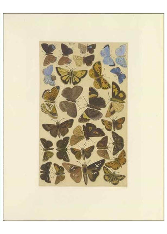 Reproducción/Reproduction 47366293352: Lepidoptera : manuscript. [between 1873-1883?]. 