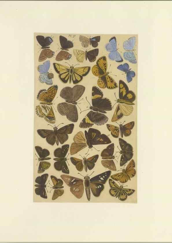 Reproducción/Reproduction 47366293352: Lepidoptera : manuscript. [between 1873-1883?]. 