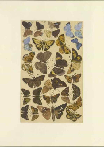 Reproducción/Reproduction 47366293352: Lepidoptera : manuscript. [between 1873-1883?]. 