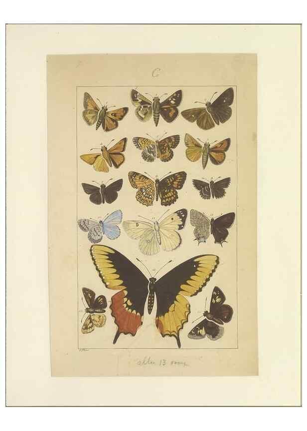 Reproducción/Reproduction 33543222428: Lepidoptera : manuscript. [between 1873-1883?]. 