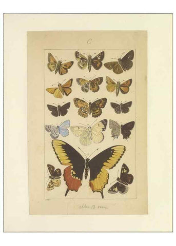 Reproducción/Reproduction 33543222428: Lepidoptera : manuscript. [between 1873-1883?]. 