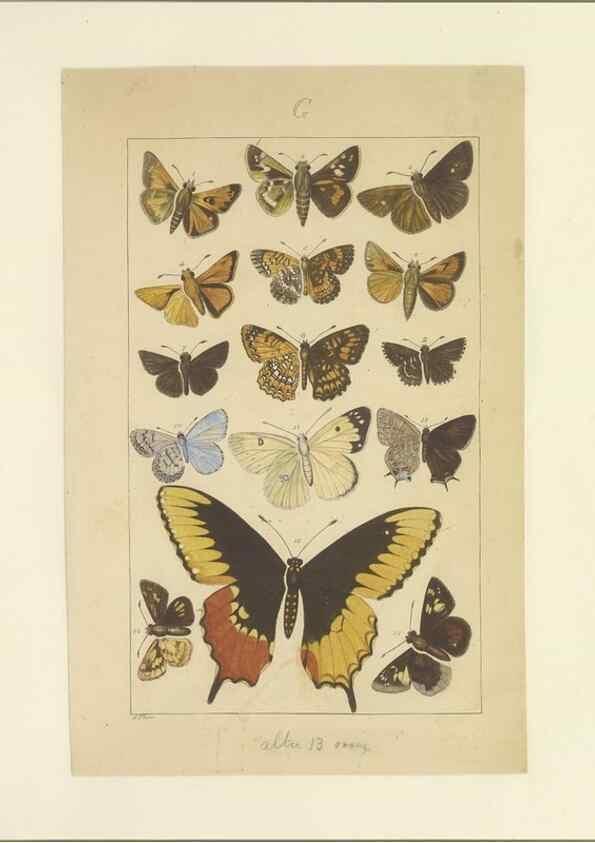 Reproducción/Reproduction 33543222428: Lepidoptera : manuscript. [between 1873-1883?]. 