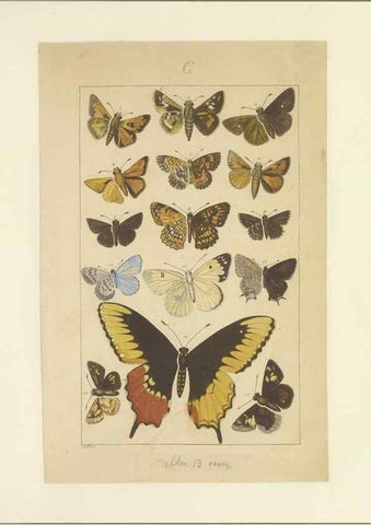 Reproducción/Reproduction 33543222428: Lepidoptera : manuscript. [between 1873-1883?]. 