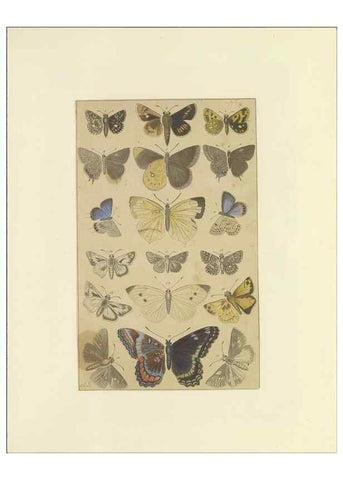 Reproducción/Reproduction 47419101891: Lepidoptera : manuscript. [between 1873-1883?]. 