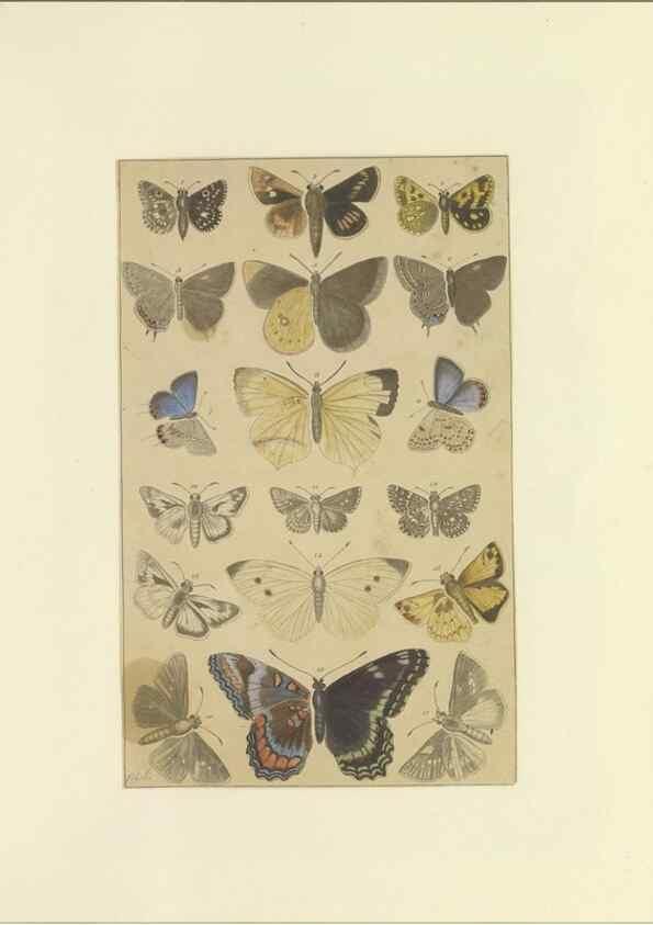 Reproducción/Reproduction 47419101891: Lepidoptera : manuscript. [between 1873-1883?]. 