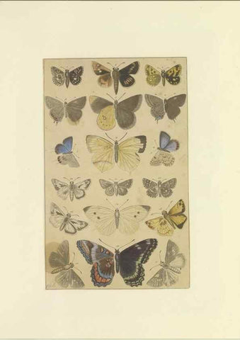 Reproducción/Reproduction 47419101891: Lepidoptera : manuscript. [between 1873-1883?]. 