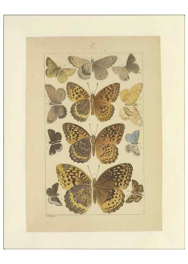 Reproducción/Reproduction 47419102371: Lepidoptera : manuscript. [between 1873-1883?]. 