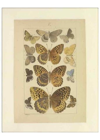 Reproducción/Reproduction 47419102371: Lepidoptera : manuscript. [between 1873-1883?]. 