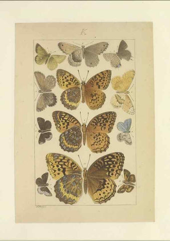 Reproducción/Reproduction 47419102371: Lepidoptera : manuscript. [between 1873-1883?]. 