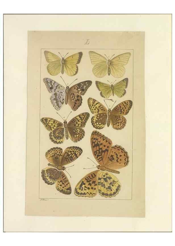 Reproducción/Reproduction 47366294322: Lepidoptera : manuscript. [between 1873-1883?]. 