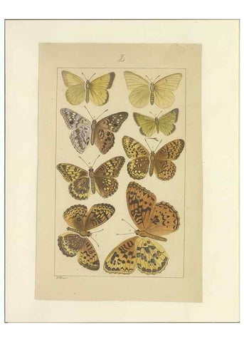 Reproducción/Reproduction 47366294322: Lepidoptera : manuscript. [between 1873-1883?]. 