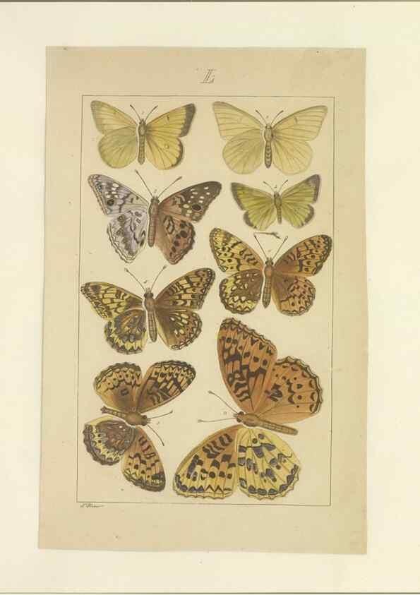Reproducción/Reproduction 47366294322: Lepidoptera : manuscript. [between 1873-1883?]. 