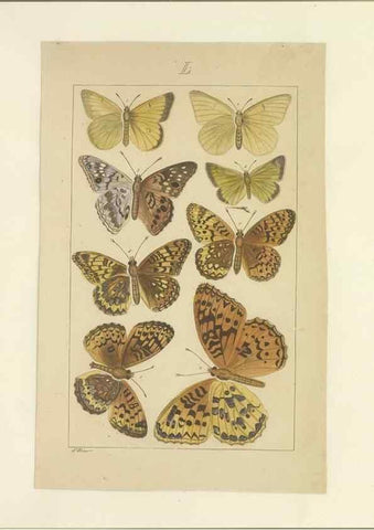 Reproducción/Reproduction 47366294322: Lepidoptera : manuscript. [between 1873-1883?]. 