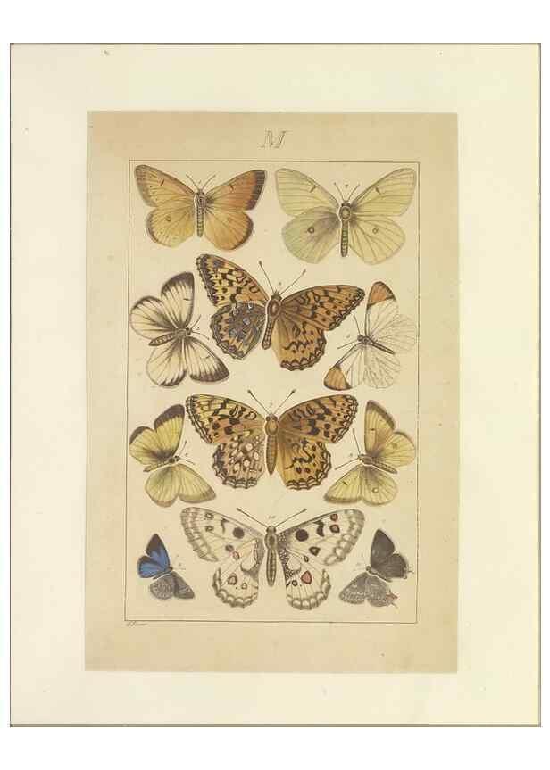Reproducción/Reproduction 40453489283: Lepidoptera : manuscript. [between 1873-1883?]. 