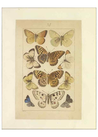 Reproducción/Reproduction 40453489283: Lepidoptera : manuscript. [between 1873-1883?]. 
