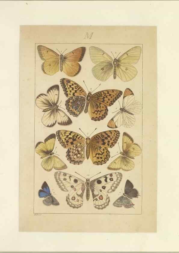 Reproducción/Reproduction 40453489283: Lepidoptera : manuscript. [between 1873-1883?]. 