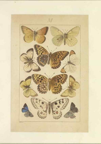 Reproducción/Reproduction 40453489283: Lepidoptera : manuscript. [between 1873-1883?]. 
