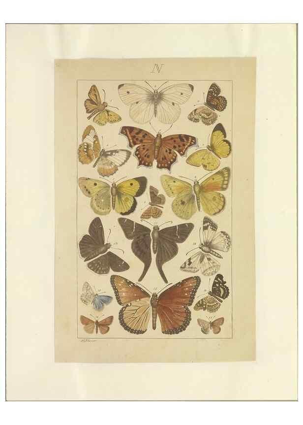 Reproducción/Reproduction 47419103741: Lepidoptera : manuscript. [between 1873-1883?]. 