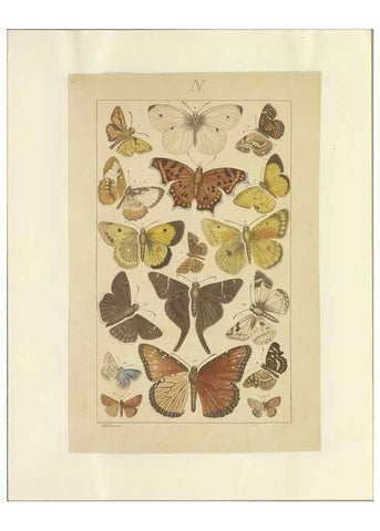 Reproducción/Reproduction 47419103741: Lepidoptera : manuscript. [between 1873-1883?]. 