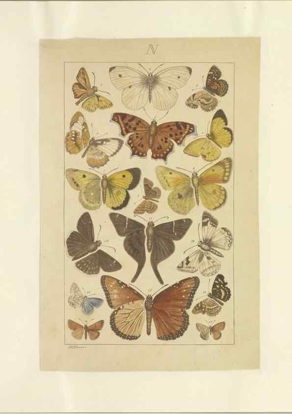 Reproducción/Reproduction 47419103741: Lepidoptera : manuscript. [between 1873-1883?]. 
