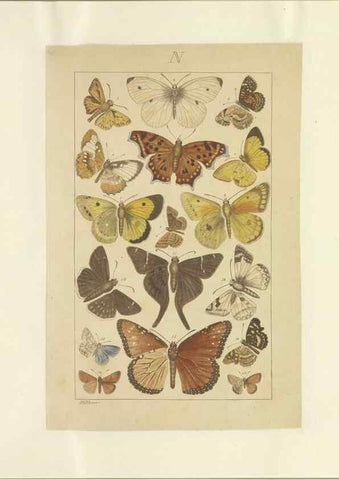 Reproducción/Reproduction 47419103741: Lepidoptera : manuscript. [between 1873-1883?]. 