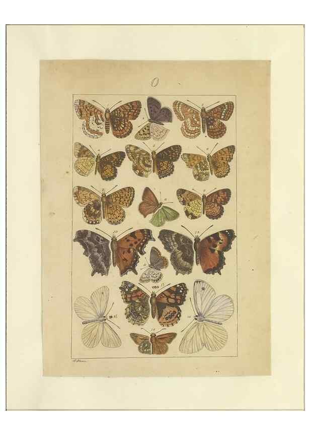 Reproducción/Reproduction 47366295252: Lepidoptera : manuscript. [between 1873-1883?]. 